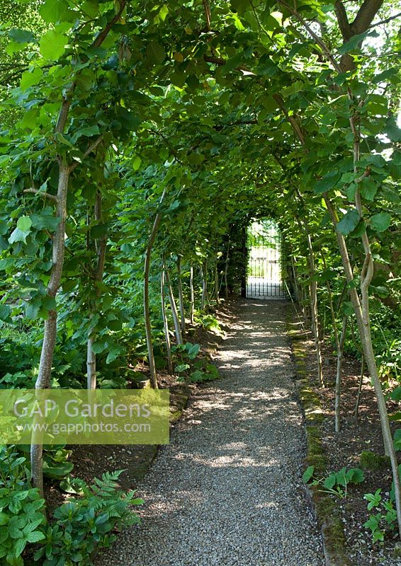 View through the hazel 'nut walk' at York gate garden, Adel, Leeds, UK