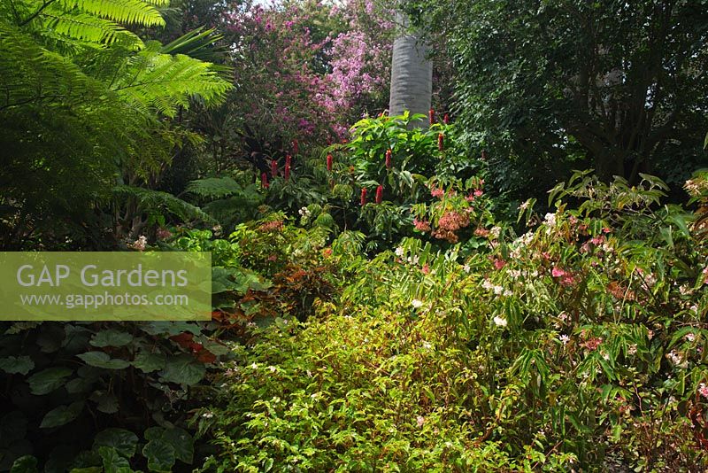 A lush densely planted sub tropical garden with a a variety of begonias with a clump of Costus barbatus 'Red Tower', with red cone shaped flowers.