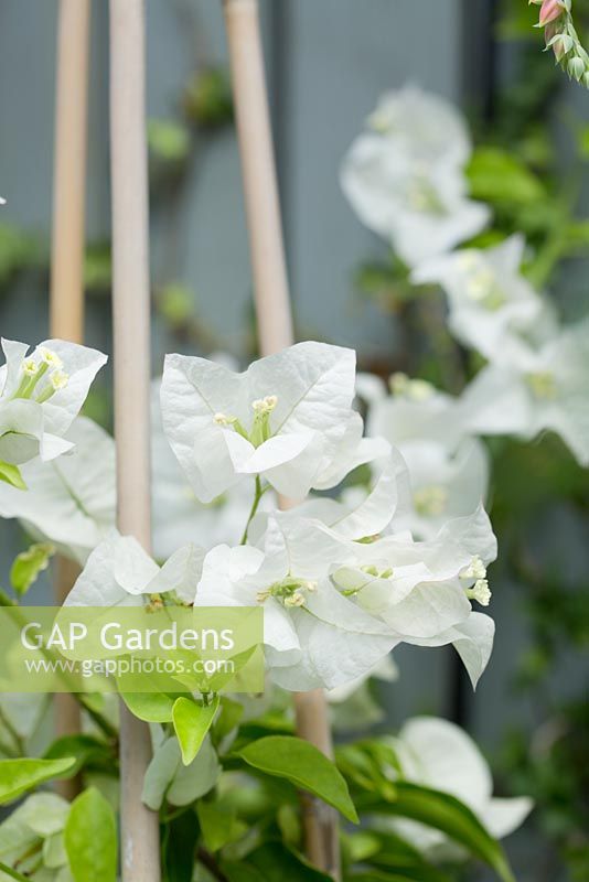 Bougainvillea 'White Cascade', with pure white bracts.