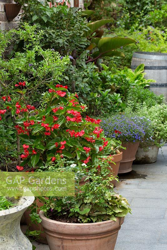 Group of mismatched terracotta pots of varying styles featuring a Begonia hybrida, with bright red flowers and a Lobelia erinus, bedding lobelia with blue flowers.