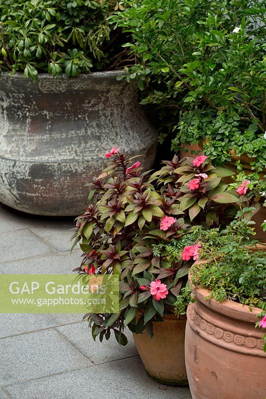 A group of pots of different shapes and styles featuring an Impatiens 'Sunpatiens', with pink flowers and bronze, green coloured foliage.