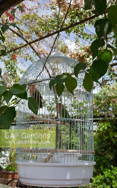 A white cage hanging in a garden with a pair of colourful lovebirds.