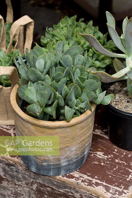 Crassula 'Blue Bird', with fleshy blue green leaves with red margins in a two toned yellow and grey rustic pot and a succulent in a black glossy pot sitting on top of a distressed painted bench top.
