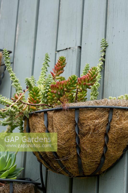 A wrought iron semi circular coco fibre lined hanging basket planted with succulents featuring a red and green Sedum rubrotinctum, Red jelly beans.