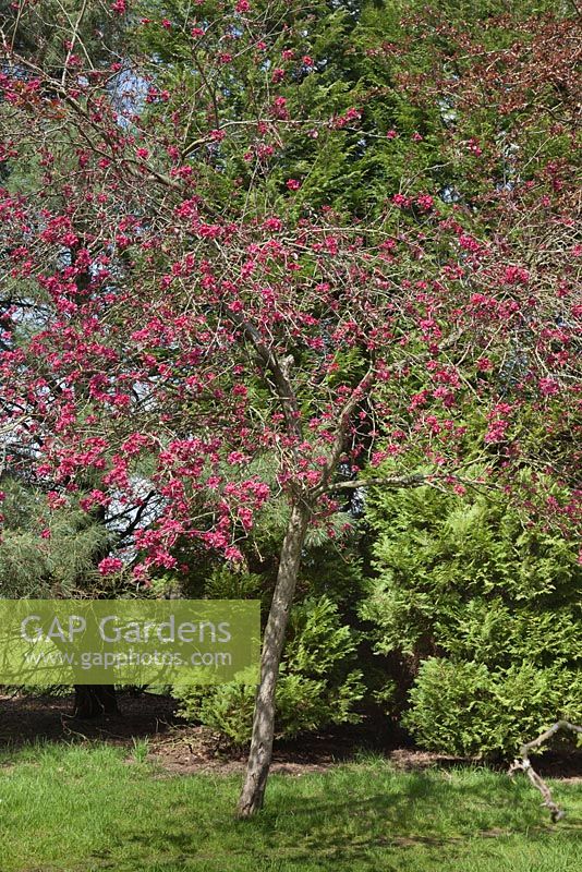 Malus x purpurea 'Lemoinei' - Purple Crab Apple