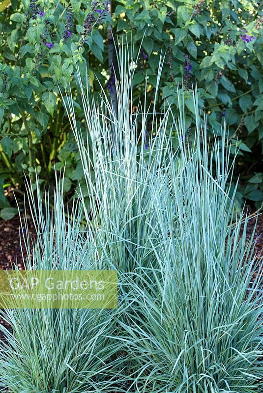 Schizachyrium scoparium 'Hit Parade Good Vibrations'