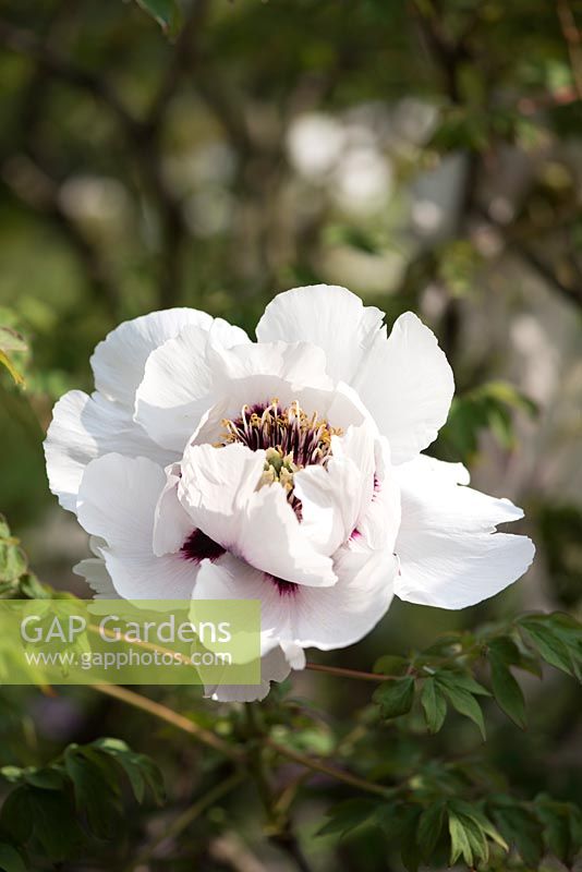 Paeonia rockii 