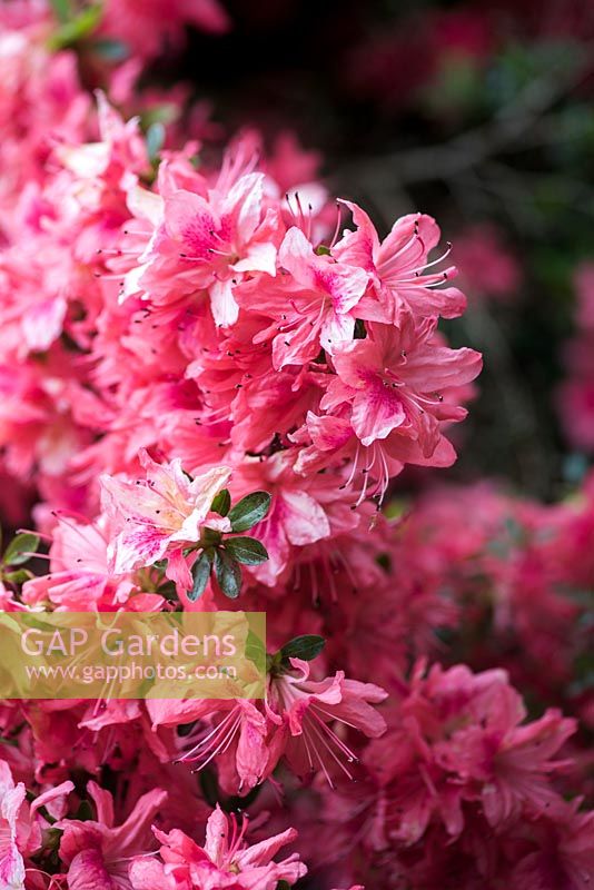 Rhododendron kaempferi 'Komatsui' 