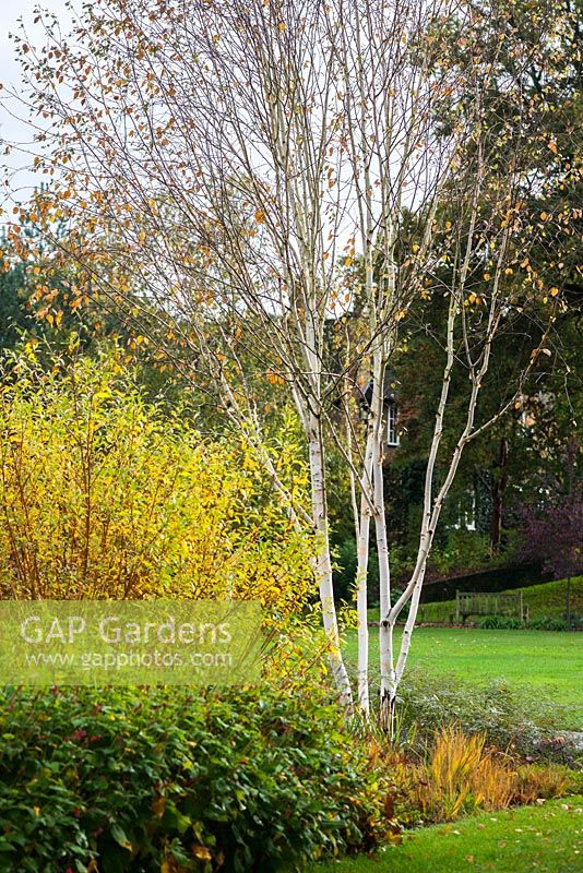 Betula utilis var. jacquemontii and Salix alba var. vitellina 'Yelverton' in autumn