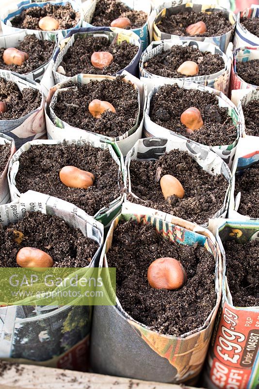 Sowing broad beans - Vicia faba, in newspaper pots.