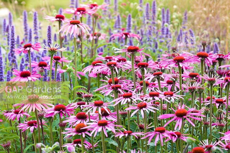A detail of planting in the Floral Labyrinth at Trentham Gardens, Staffordshire, designed by Piet Oudolf. Photographed in summer it features Echinacea purpurea and Agastaches