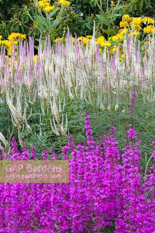 A detail of planting in the Floral Labyrinth at Trentham Gardens, Staffordshire, designed by Piet Oudolf. Photographed in summer it features Veronicastrums and Lythrums