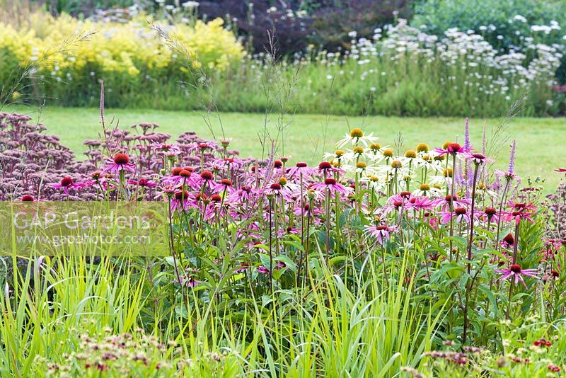 veronicastrums and Echinaceas in the Floral Labyrinth at Trentham Gardens, Staffordshire, designed by Piet Oudolf. Photographed in summer.