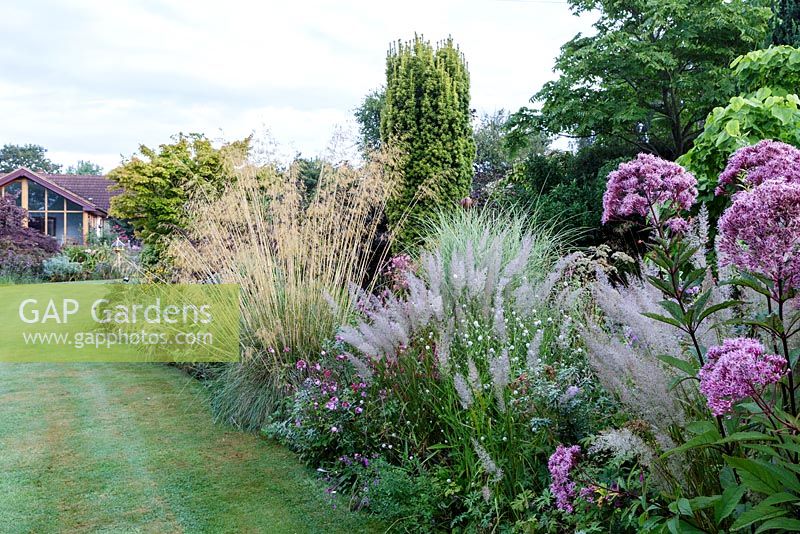 Little Ash Garden, Fenny Bridge, Devon. Autumn garden. Stipa gigantea, Calamagrostis brachytricha and Eupatorium cannabinum in deep shrub borders