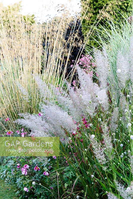 Little Ash Garden, Fenny Bridge, Devon. Autumn garden. Calamagrostis brachytricha and Stipa gigantea in autumnal borders