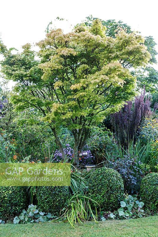 Little Ash Garden, Fenny Bridge, Devon. Deep shrub border with Acer palmatum providing height