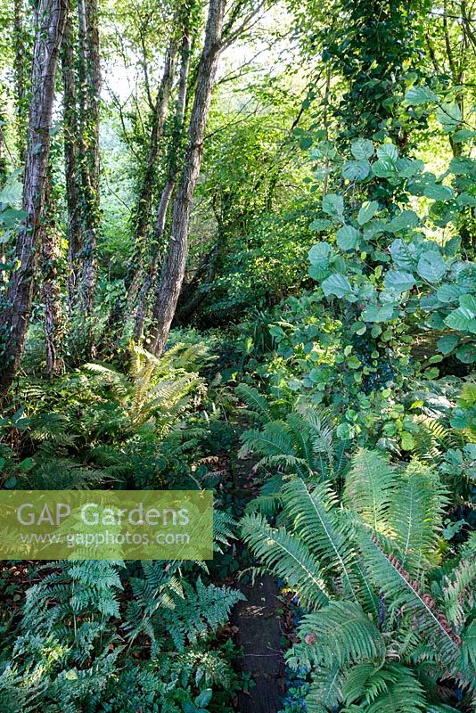 Little Ash Garden, Fenny Bridge, Devon. Autumn garden. Shady fern garden in wooded area