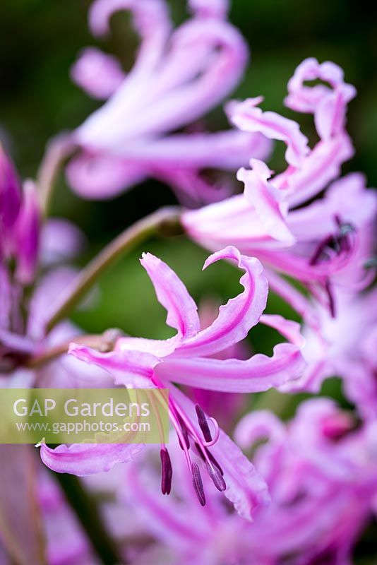 Nerine bowdenii 'Quinton Wells'