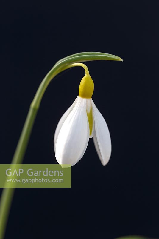 Galanthus 'Wendy's Gold'