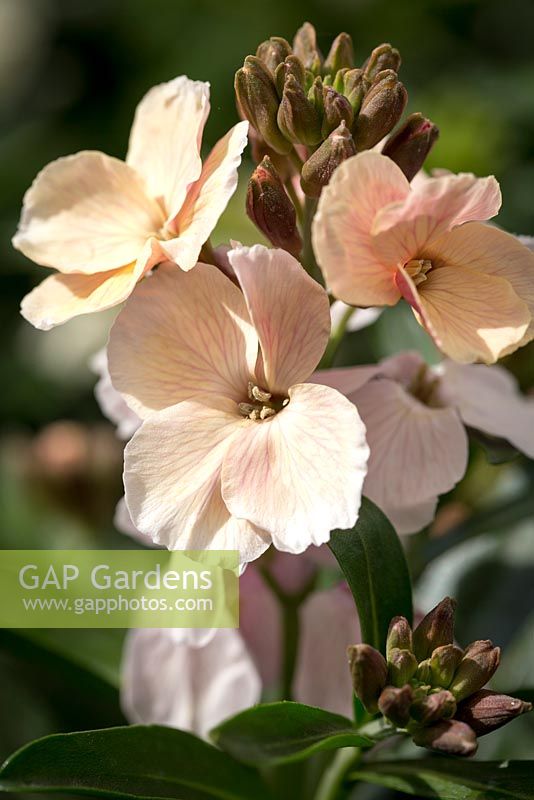 Erysium 'Sunset Apricot', wallflower