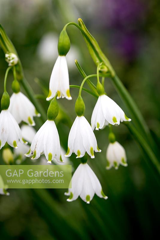 Leucojum 'Gravetye Giant'