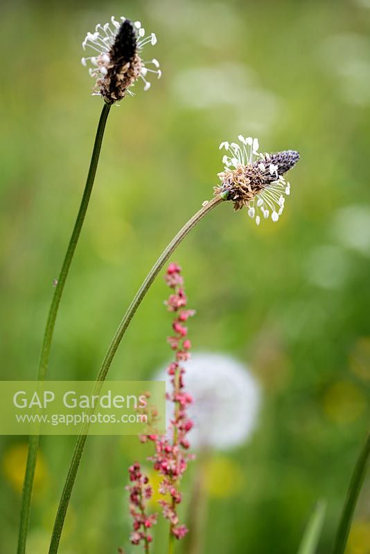 Plantago lanceolata, Ribwort Plantain