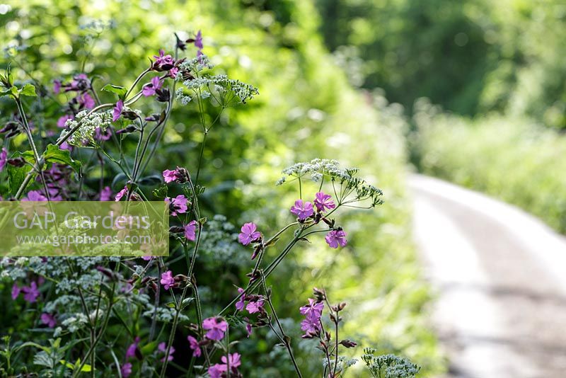 Red Campion, Silene dioica growing in hedgerow