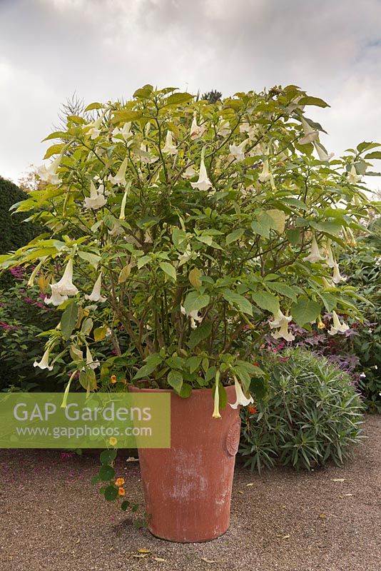 Brugmansia suaveolens in a large terracotta container - October, The Exotic Garden, Abbeywood Gardens, Cheshire