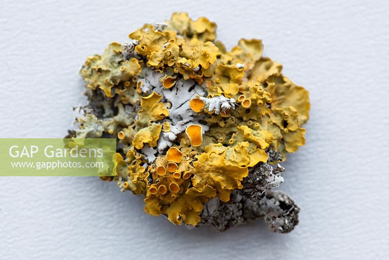 Xanthoria parietina - Lichens