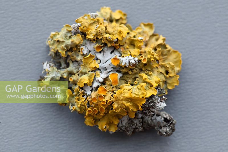 Xanthoria parietina - Lichens
