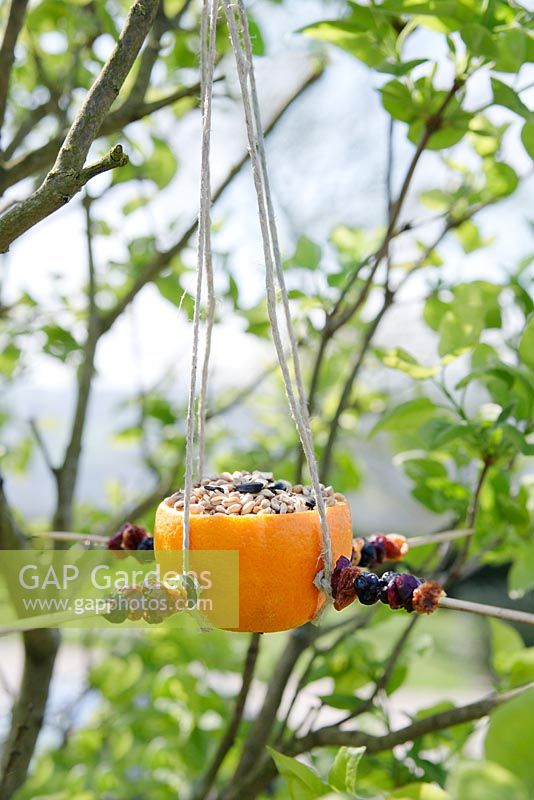 Citrus bird feeder