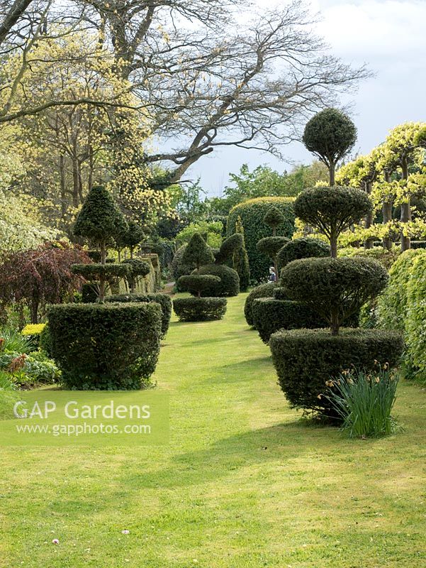 The Laskett Gardens - The long lawn beside the Elizabeth Tudor walk with amazing topiary in many creative shapes including tiered and animal features. A Taxus bacata hedge runs along the side.