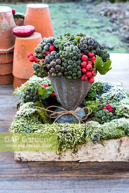 Frosty winter floral arrangement of Cotoneaster berries and ivy.