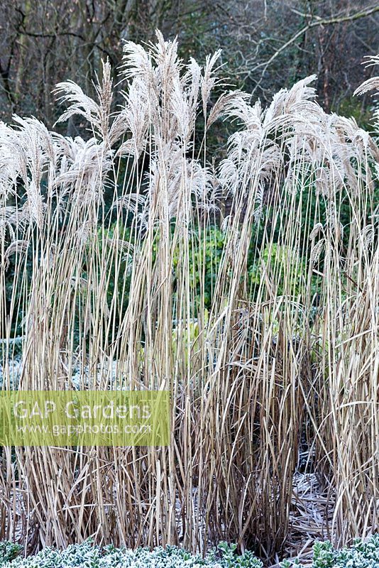 Miscanthus sinensis 'Malepartus' in the Grasses Parterre. Veddw House Garden, Devauden, Monmouthshire, Wales. UK. Garden designed and created by Anne Wareham and Charles Hawes. January.