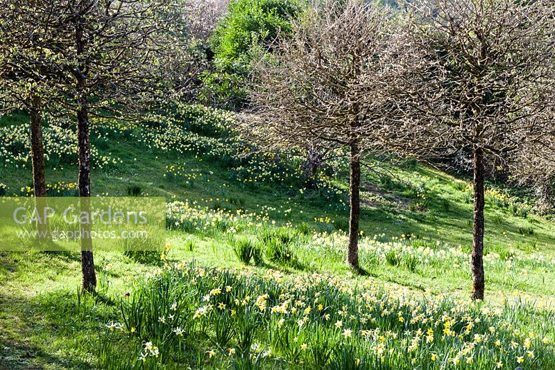 The Meadow with Narcissus and Corylus colurna grown as standards just coming into leaf. Veddw House Garden, Monmouthshire, South Wales. March 2017. Garden designed and created by Charles Hawes and Anne Wareham