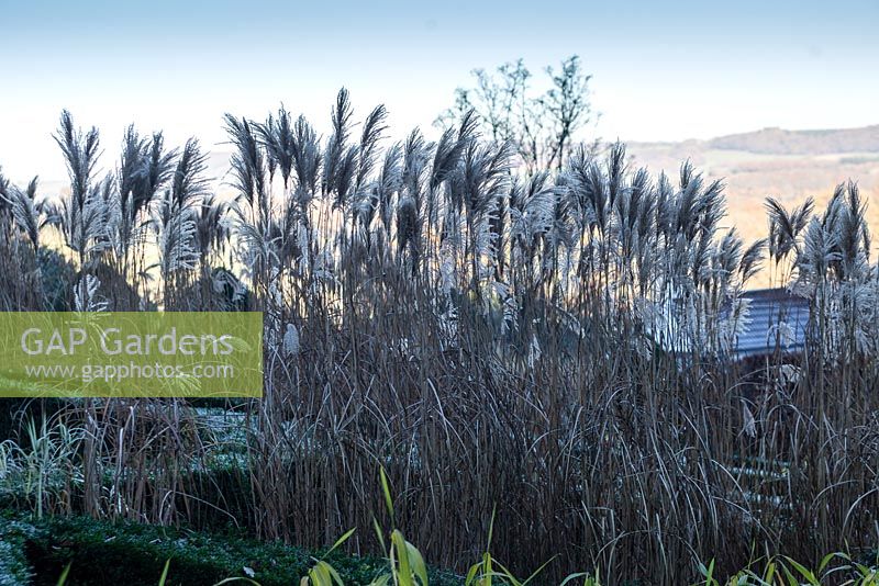 Miscanthus sinensis 'Malepartus' in Grasses Parterre. Veddw House Garden, Monmouthshire, Wales, UK. November. Garden designed and created by Anne Wareham and Charles Hawes