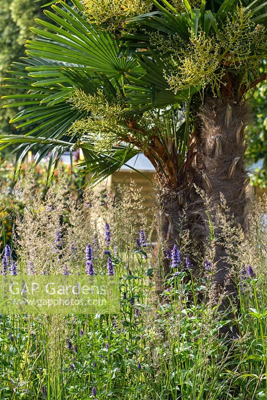 Chinese Windmill Palm - Trachycarpus fortunei with Salvia and grasses in The World Vision Garden. RHS Hampton Court Palace Flower Show 2015. Designer John Warland.