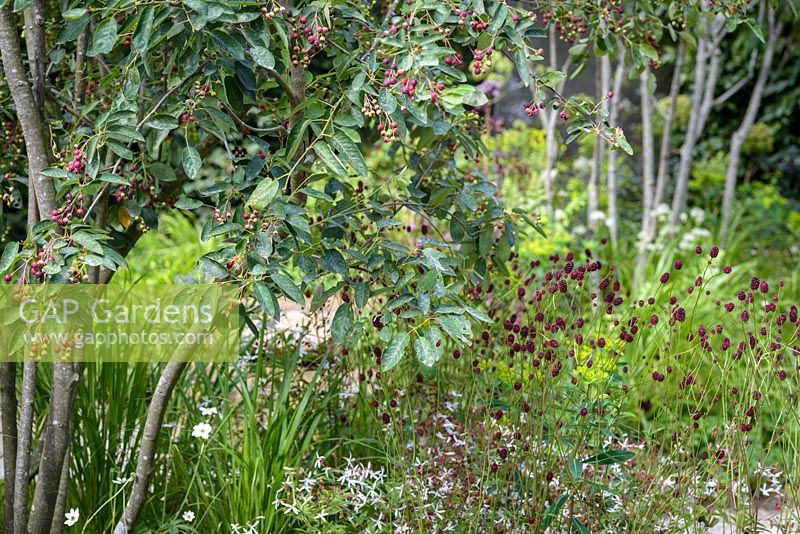 Amelanchier lamarckii with Sanguisorba 'Chocolate Tip' - QEFs A Different Point of View - RHS Hampton Court Flower Show 2015, Designer: Juliet Hutt