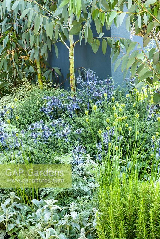 Eryngium bourgatii 'Picos Blue', Eucalyptus pauciflora subsp. debeuzevillei in Living Landscapes: Healing Urban Garden, RHS Hampton Court Palace Flower Show 2015. Designer Rae Wilkinson