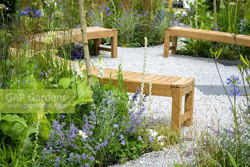 Circular seating area  with curving wooden benches on white gravel with yellow white and blue flowers:  Eryngium x zabelii , Nepata racemosa 'Walker's Low', Cosmos,  Verbascum bombyciferum, hostas and grasses in Unique: The Rare Chromosome Disorder Garden at RHS Hampton Court Flower Show 2015. Designed by Catherine Chenery and Barbara Harfleet