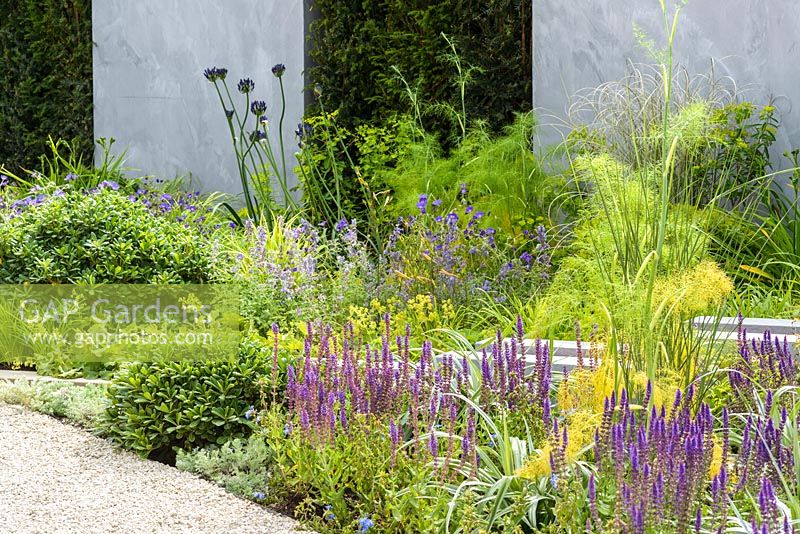 Blue, silver and yellow borders with  Salvia nemorosa 'Caradona', Iris foeniculum, Geranium 'Orion Blue' and Pitttosporum 'Nana' in front of grey wall and Taxus baccata clipped hedge. The Scotty's Little Soldiers Garden, RHS Hampton Court Palace Flower Show 2015. Designer: Graeme Third