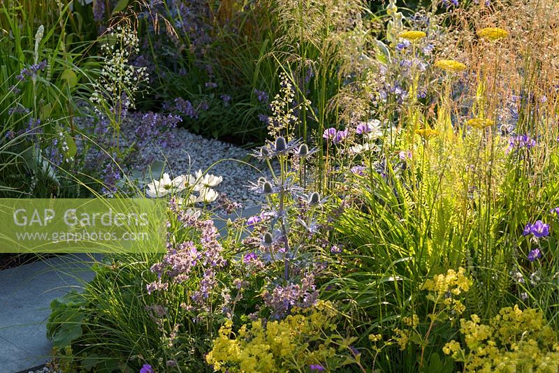 Planting of yellow, white and blue flowers: Agapanthus africanus 'Albus', Cerinthe major 'Purpurascens', Eryngium x zabelii, Geranium 'Roxanne Gerwat', Nepata racemosa 'Walker's Low', Cosmos, Verbascum bombyciferum and grasses in Unique: The Rare Chromosome Disorder Garden at RHS Hampton Court Flower Show 2015. Designed by Catherine Chenery and Barbara Harfleet