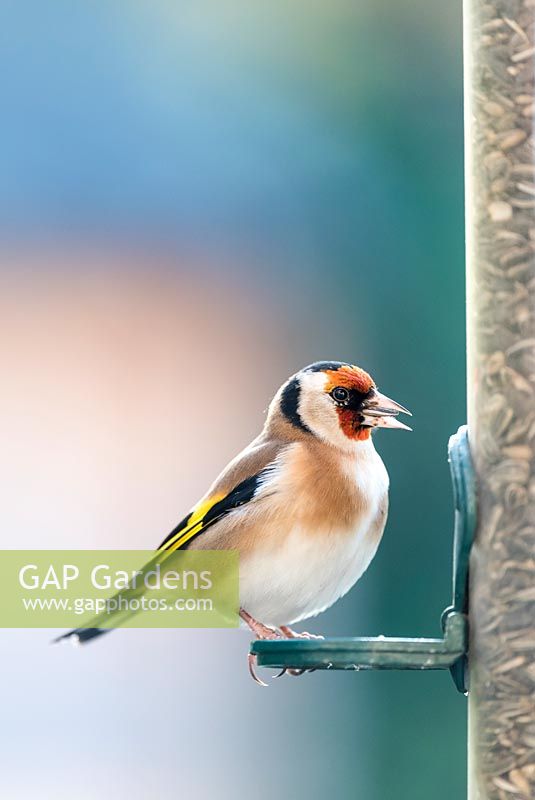 Carduelis carduelis - Goldfinch feeding at garden feeder