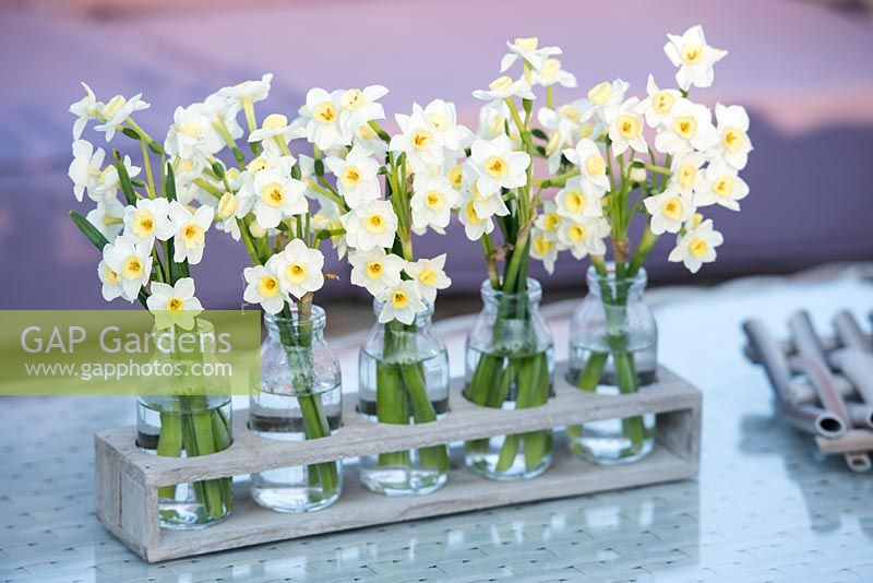Floral arrangement of Narcissus in small glass vases. The Garden Furniture Centre stand, RHS Flower Show Cardiff 2017