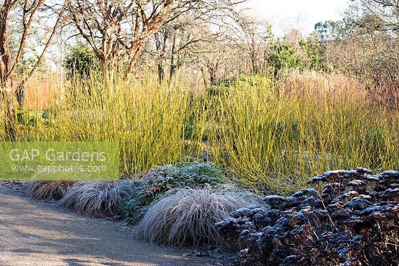 Winter border with stems of Cornus sericea 'Bud's Yellow', frosted seed heads of Sedum spectabile 'Indian Chief', Nandina domestica and Carex comans