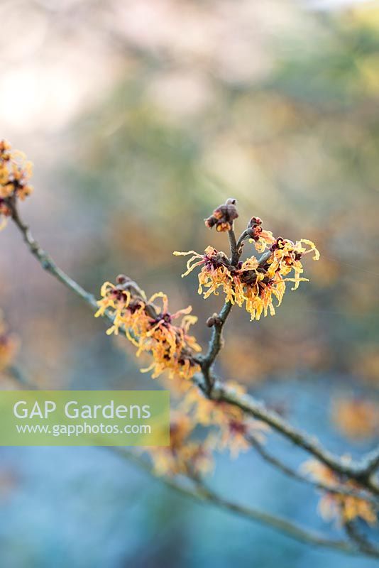 Hamamelis x intermedia 'Vesna'