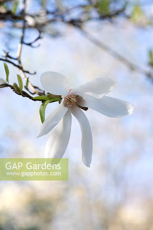 Magnolia salicifolia - Willow-leaved magnolia - April - Oxfordshire