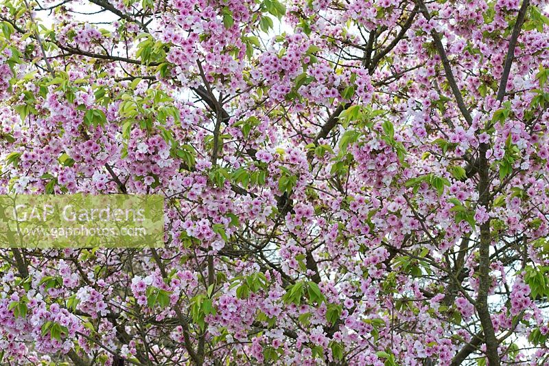 Prunus 'Matsumae mathimur zakura' - Cherry tree blossom - Oxfordshire - April