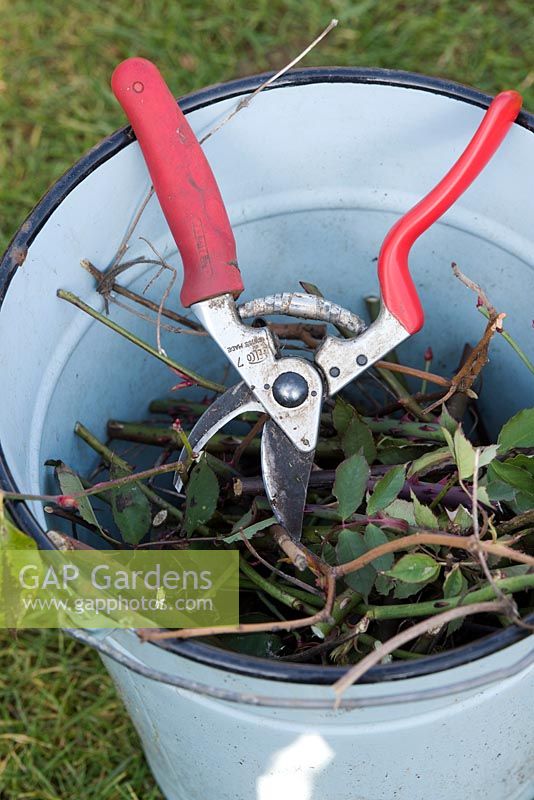 Secateurs and rose clippings in a bucket - Feburary - Oxfordshire