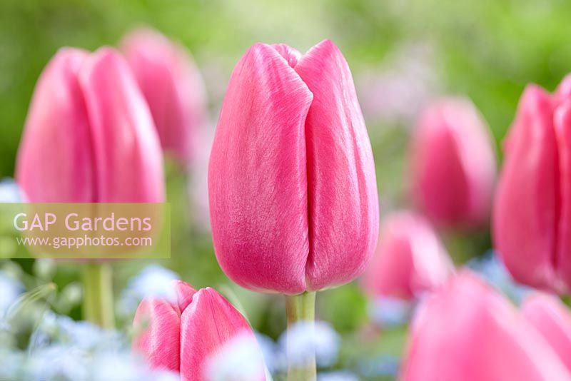 Tulipa 'Expression'